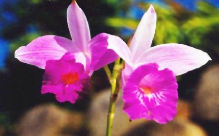 Orchidée